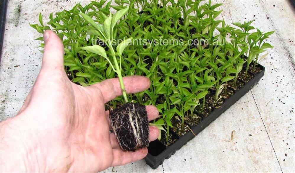 when to transplant seedlings from seed tray